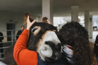 Local - Feira Anual de Santo André - Mesão Frio| Mesão Frio| Douro