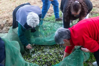 Local - Dia Mundial da Oliveira - Lagoa | Junta de Freguesia de Lagoa | Macedo de Cavaleiros| Terras de Trás-os-Montes