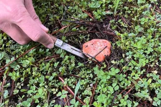 Local - XIV Feira de Artes, Ofícios e Sabores de Vimioso - Vimioso| Vimioso| Terras de Trás-os-Montes