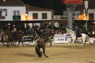 Local - Feira Nacional do Cavalo - Golegã  - Golegã| Golegã| Lezíria do Tejo