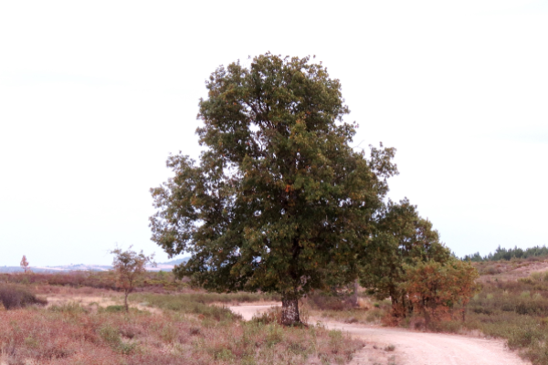 Local - Carvalha da Aveleda - Aveleda| Bragança| Terras de Trás-os-Montes