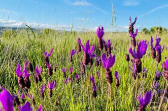 Local - Aromas - Aveleda| Bragança| Terras de Trás-os-Montes| Portugal