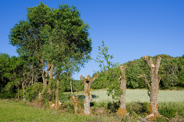 Local - Os Freixos - Varge| Bragança| Terras de Trás-os-Montes