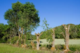Local - Os Freixos - Varge| Bragança| Terras de Trás-os-Montes