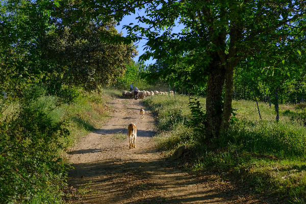 Local - Guardiões no campo - Varge| Bragança| Terras de Trás-os-Montes