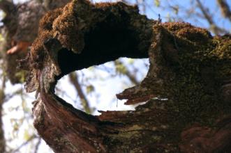 Point of Interest - Árvore Notável - Rio de Onor | Bragança| Terras de Trás-os-Montes| Portugal