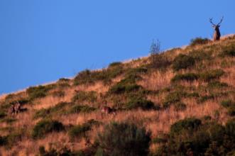 Local - O Veado, senhor das serranias - Rio de Onor | Bragança| Terras de Trás-os-Montes| Portugal