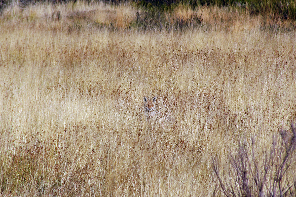 Local - Raposa ou Zorra - Aveleda| Bragança| Terras de Trás-os-Montes