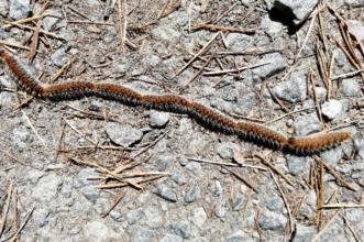 Local - Atenção à procissão - Portelo| Bragança| Terras de Trás-os-Montes| Portugal