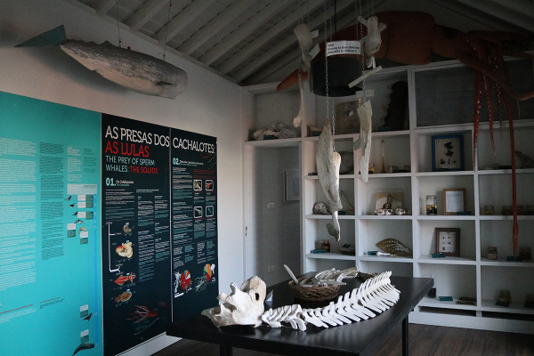 Local - Exposição Permanente do Espólio de Cachalotes e Lulas de Malcolm Clarke - Madalena| Madalena| Região Autónoma dos Açores