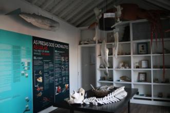 Local - Exposição Permanente do Espólio de Cachalotes e Lulas de Malcolm Clarke - Madalena| Madalena| Região Autónoma dos Açores| Portugal