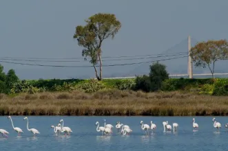 Local - Reserva Natural Sapal de C. Marim e V. R. Sto. António - Vila Real de Santo António| Vila Real de Santo António| Algarve| Portugal