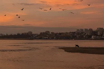 Local - Reserva Natural do Estuário do Douro - São Pedro da Afurada| Vila Nova de Gaia| Área Metropolitana do Porto