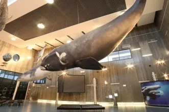 Local - Museu da Baleia - Caniçal| Machico| Região Autónoma da Madeira| Portugal