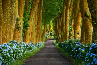 Local - Alameda dos Plátanos - Nossa Senhora dos Remédios| Povoação| Região Autónoma dos Açores| Portugal