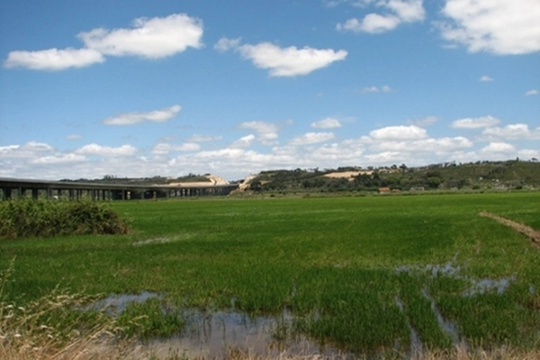 Local - Plantações de Arroz do Mondego - Alqueidão | Junta de Freguesia de Alqueidão| Figueira da Foz| Região de Coimbra