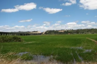 Local - Plantações de Arroz do Mondego - Alqueidão | Junta de Freguesia de Alqueidão| Figueira da Foz| Região de Coimbra| Portugal