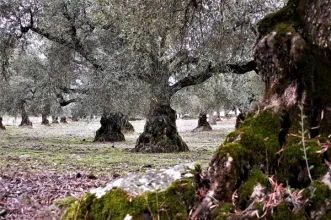 Local - Oliveiras Santulhanas Centenárias - Junta de Freguesia de Santulhão| Vimioso| Terras de Trás-os-Montes| Portugal
