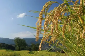 Local - Plantações de Arroz do Mondego - Alqueidão | Junta de Freguesia de Alqueidão| Figueira da Foz| Região de Coimbra
