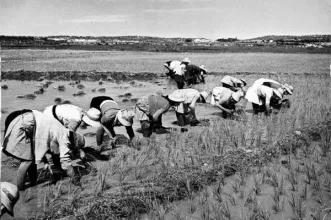 Local - Plantações de Arroz do Mondego - Alqueidão | Junta de Freguesia de Alqueidão| Figueira da Foz| Região de Coimbra
