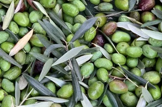 Local - Oliveiras Santulhanas Centenárias - Junta de Freguesia de Santulhão| Vimioso| Terras de Trás-os-Montes