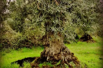 Local - Oliveiras Santulhanas Centenárias - Junta de Freguesia de Santulhão| Vimioso| Terras de Trás-os-Montes