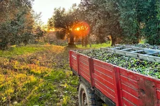Local - Oliveiras Santulhanas Centenárias - Junta de Freguesia de Santulhão| Vimioso| Terras de Trás-os-Montes