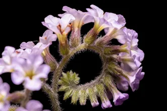 Local - Edifício-Sede e Parque da Fundação Calouste Gulbenkian - Avenidas Novas| Lisboa| Área Metropolitana de Lisboa