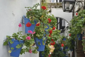 Local - Calleja de las Flores - Córdoba| Córdoba