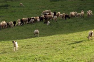 Local - Guardiões no campo - Varge| Bragança| Terras de Trás-os-Montes
