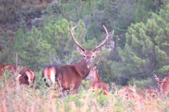 Local - O Veado, senhor das serranias - Rio de Onor | Bragança| Terras de Trás-os-Montes
