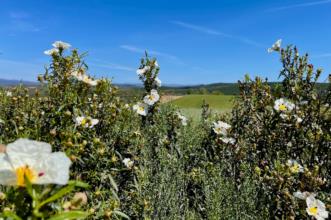 Local - Aromas - Aveleda| Bragança| Terras de Trás-os-Montes