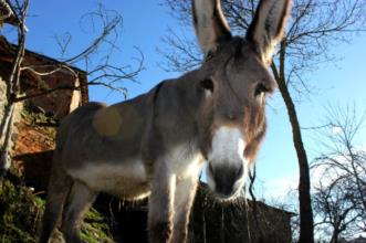 Local - Aveleda - Aveleda| Bragança| Terras de Trás-os-Montes