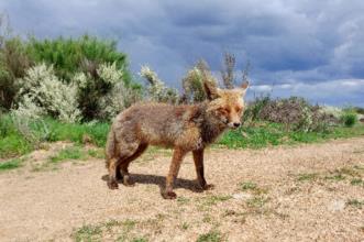Local - Raposa ou Zorra - Aveleda| Bragança| Terras de Trás-os-Montes