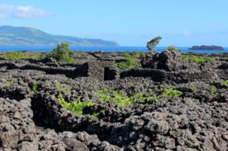 Local - Paisagem da Cultura da Vinha da Ilha do Pico  - Lajido da Criação Velha| Madalena| Região Autónoma dos Açores