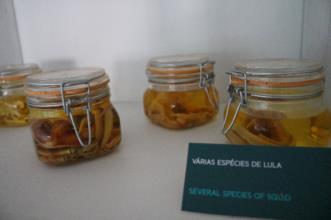 Local - Exposição Permanente do Espólio de Cachalotes e Lulas de Malcolm Clarke - Madalena| Madalena| Região Autónoma dos Açores