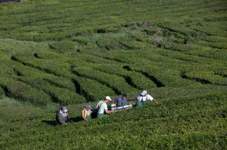 Local - Fábrica de Chá Gorreana - Gorreana de Cima| Ribeira Grande| Região Autónoma dos Açores