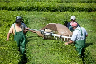 Local - Fábrica de Chá Gorreana - Gorreana de Cima| Ribeira Grande| Região Autónoma dos Açores