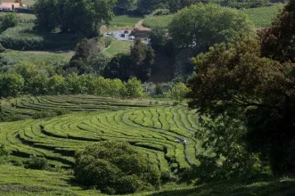 Local - Fábrica de Chá Gorreana - Gorreana de Cima| Ribeira Grande| Região Autónoma dos Açores