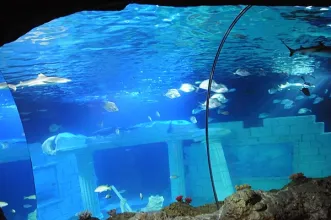 Local - Sea Life Porto - Porto| Porto| Área Metropolitana do Porto