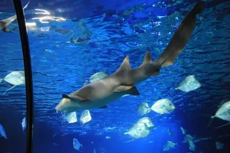 Local - Sea Life Porto - Porto| Porto| Área Metropolitana do Porto
