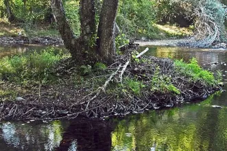 Ponto de Interesse - Praia Fluvial Caldas de São Paulo - Penalva de Alva| Oliveira do Hospital| Região de Coimbra