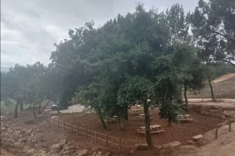 Local - Parque de Merendas do Ecoparque Serra de São Julião - Carvoeira | União de Freguesias de Carvoeira e Carmões| Torres Vedras| Oeste