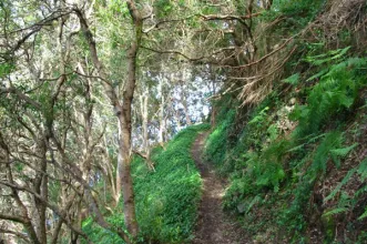 Route - Boca do Risco – BTT - Machico