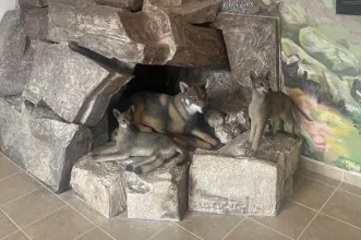 Rota - PR6 VMS Rota do Lobo Ibérico  - 