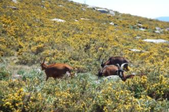 Rota - PR1 Trilho da Montanha Sagrada  - Montaria| Viana do Castelo| Alto Minho| Portugal