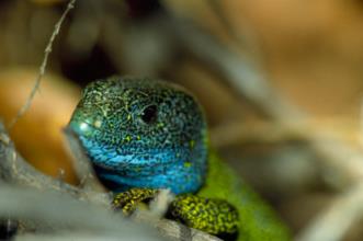 Rota - PR1 Trilho da Montanha Sagrada  - Montaria| Viana do Castelo| Alto Minho| Portugal