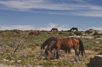 Rota - PR1 Trilho da Montanha Sagrada  - Montaria| Viana do Castelo| Alto Minho| Portugal