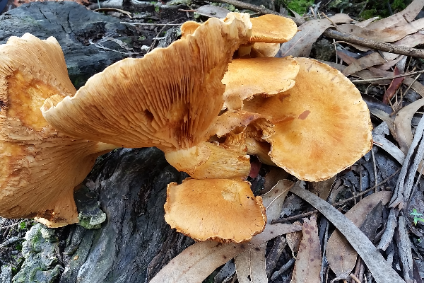 Rota - PR 8 Trilho da Chão de Carreço - Carreço| Viana do Castelo| Alto Minho| Portugal