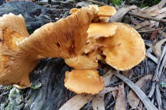 Rota - PR 8 Trilho da Chão de Carreço - Carreço| Viana do Castelo| Alto Minho| Portugal